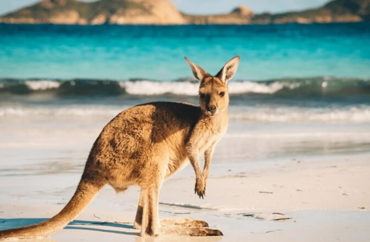 Ilha Kangaroo em Adelaide